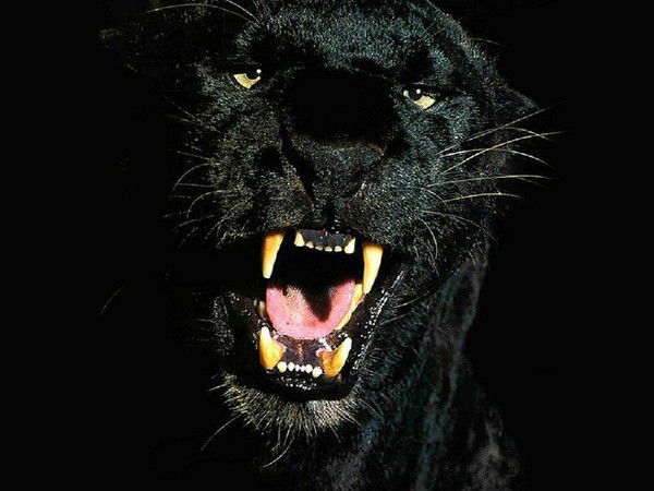 Игорь Иванов