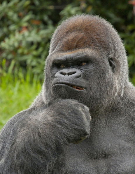 Денис Мочалов