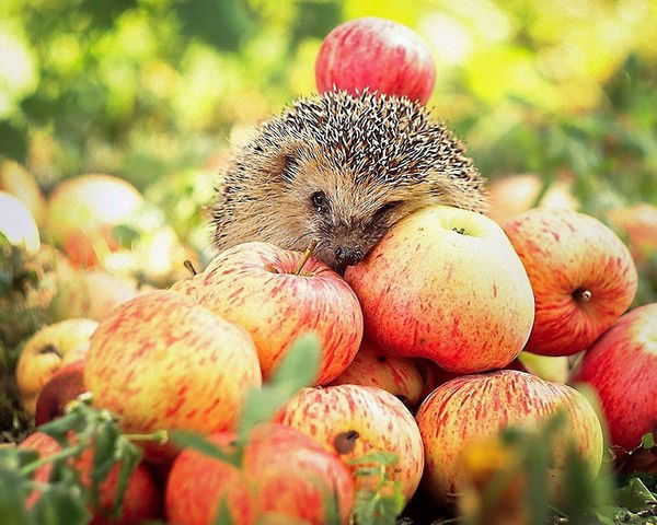 Наталья Инкина