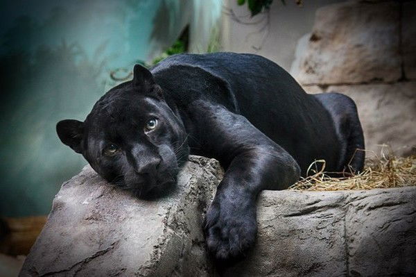 Абидат Абидаточка