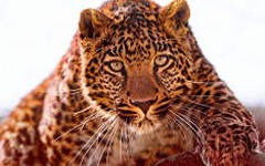 Владимир Максимцов