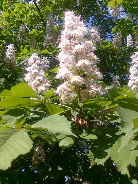 Владимир Колобов