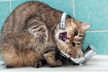 Андрей Горячук