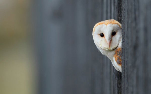 Павел Черников