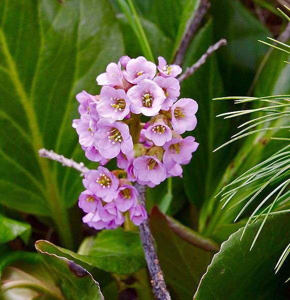 Эмма Алескарова