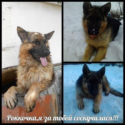 Вероника Майстренко