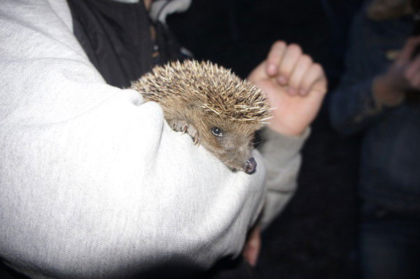 Михаил Севостьянов