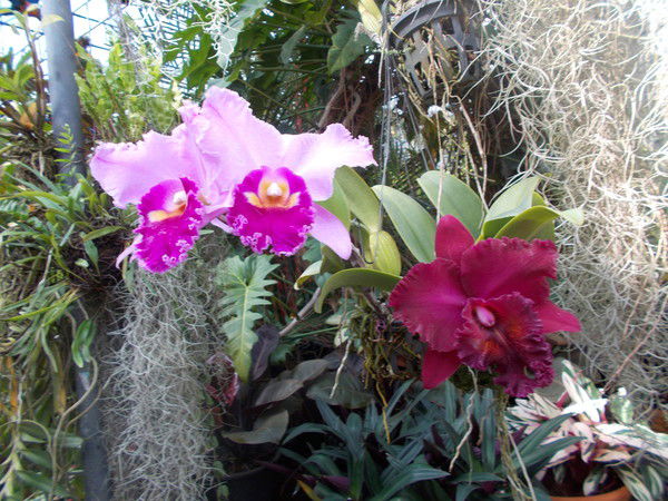 Лидия Коваленко