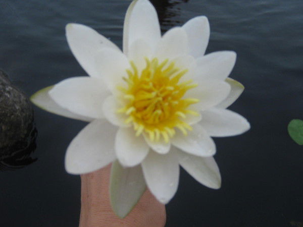 Татьяна Громыко