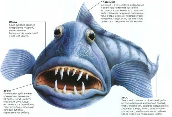 Анатолий Dts