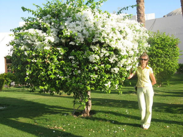 Надежда Степанова