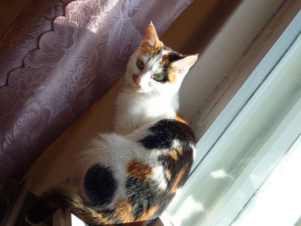 Виктория Алексеева