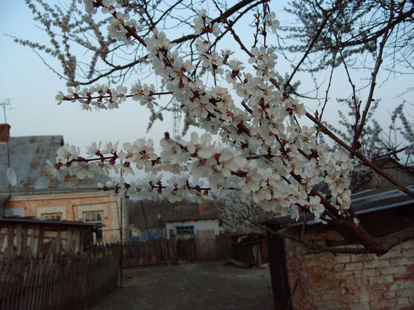 Антонина Жучковская