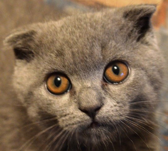 Александр Рукавичников