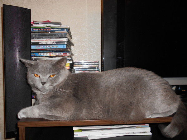 Андрей Седов