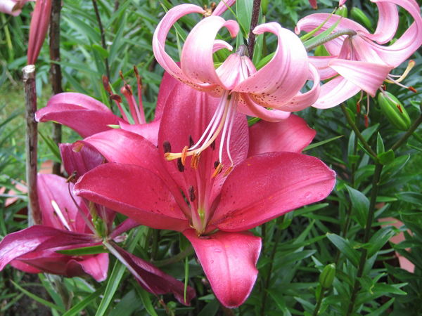 Юлия Москвина