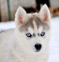 Катя Булатова