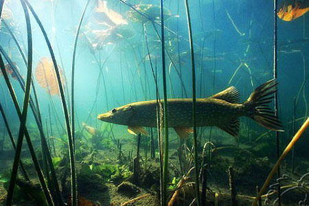 Игорь Петрушин