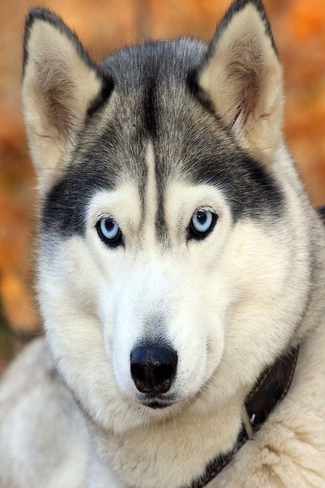 Андрей Кулаков