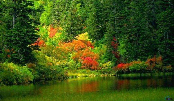 Вадим Марков