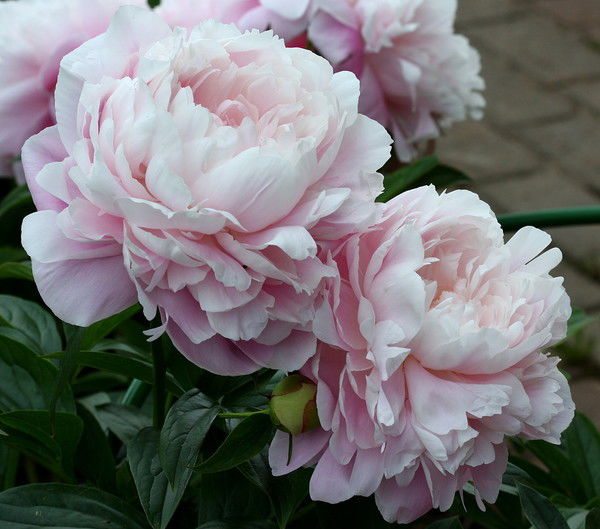 Инна Бушуева