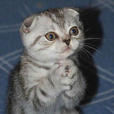 Катя Шевченко