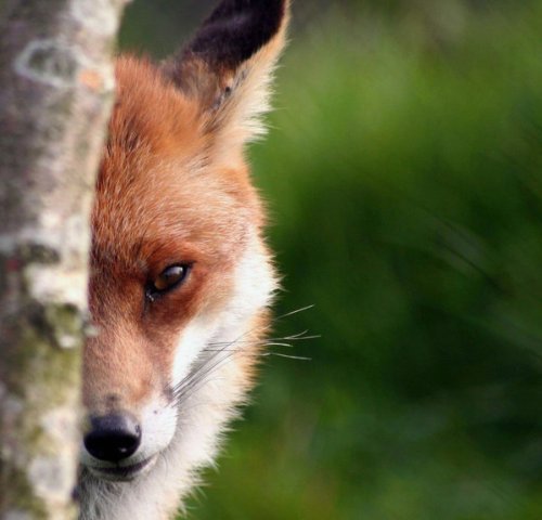 Ригина Рябухова