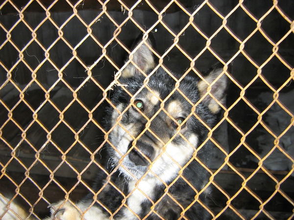 Виктор Кулаков