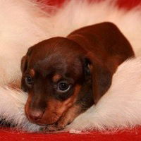 Даша Суханова