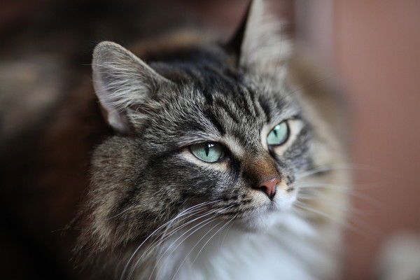 Филин Тихий Кот