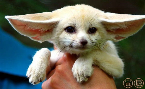 Маргарита Павлухина