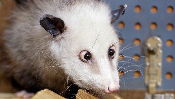 Софья Хомутова