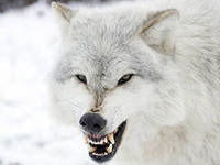 Ксения Агапитова