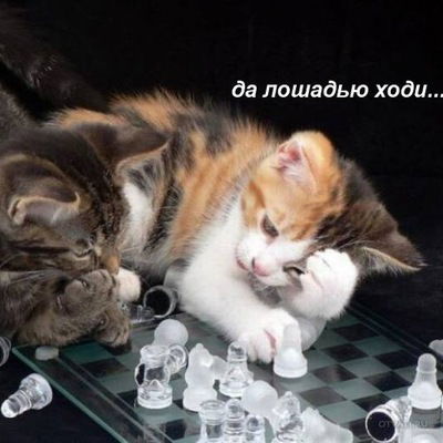 Анна Лялина