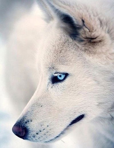 Анонимка Кузя