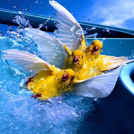 Эльнур Гурбанов