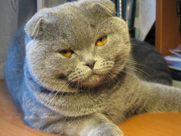 Сергей Караван