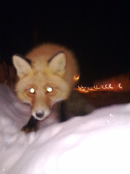 Инна Соловьева