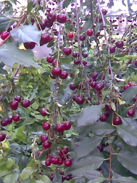 Альмира Самигуллина