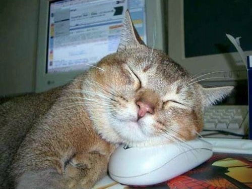 Тая Мишлинг