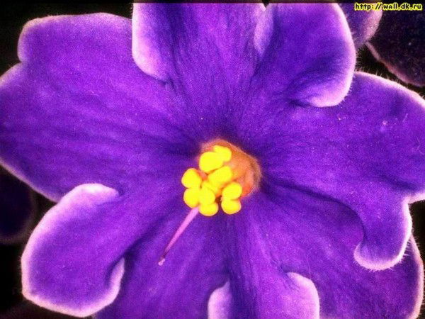 Любовь Турчина