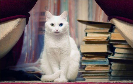 Ольга Дьяченко