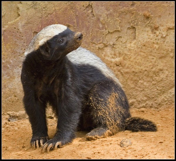 Алексей Тоцкий