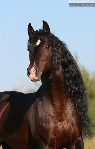 Евгений Кушталов