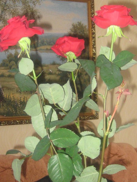 Ольга Антонова