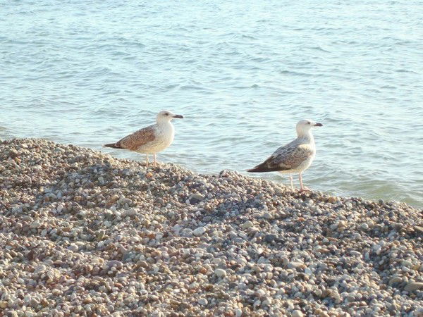Александр Брусенцев