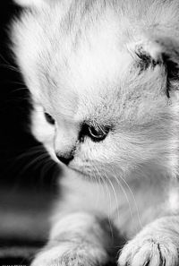 Наталья Лебедева