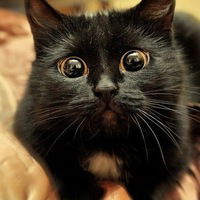 Вера Винокурова