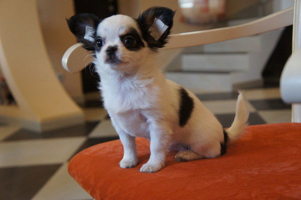 Татьяна Логачева