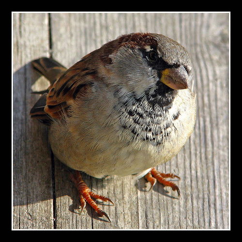Геннадий Воробьёв